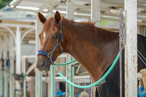 馬ってどんな動物 知っておきたい１０のこと ホースファーム エルミオーレ